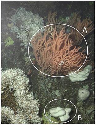 Mine Waste and Acute Warming Induce Energetic Stress in the Deep-Sea Sponge Geodia atlantica and Coral Primnoa resedeaformis; Results From a Mesocosm Study